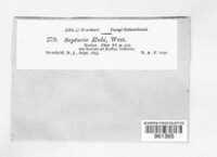 Mycosphaerella rubi image